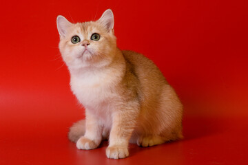 Portrait of a cute Golden kitten who lies on a light background and licks tongue paw looking at the camera