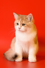 Portrait of a cute Golden kitten who lies on a light background and licks tongue paw looking at the camera