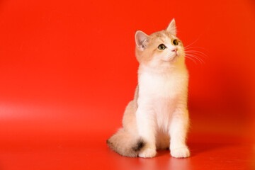 Portrait of a cute Golden kitten who lies on a light background and licks tongue paw looking at the camera