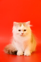 Portrait of a cute Golden kitten who lies on a light background and licks tongue paw looking at the camera