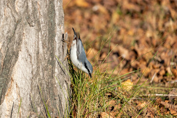 Nuthatch (Sitta europaea) on the trunk of an old poplar, a small gray bird with a white breast and a sharp beak