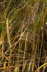 Dried flowers in the morning, autumn, dry grass. Spikelets