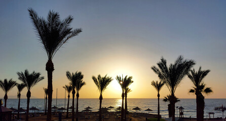 Obraz premium Palms silhouette on sea sunrise and sunset background