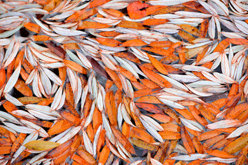 Fototapeta premium Colourful fall leaves in pond lake water, floating autumn leaf. Fall season leaves in rain puddle. Sunny autumn day foliage. October weather, november nature background. Beautiful reflection in water