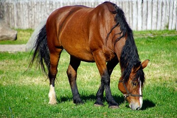 Obraz premium Farm animals. The horse grazes on the lawn in the park
