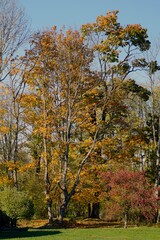  Golden autumn in an old beautiful park. Indian summer