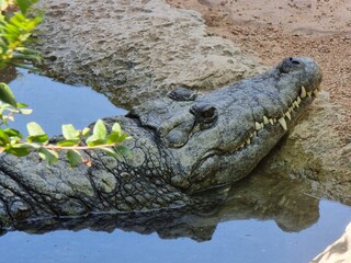 Bioparc Valencia