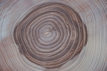 Cut, slab Ash close-up. The annual rings are clearly visible, the core is pronounced.