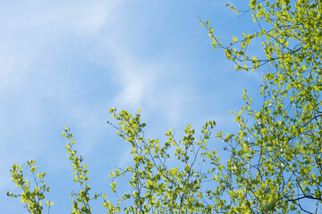 powerful strong branches of a young birch hanging on the blue background of the sky above and to the left
