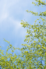 powerful strong branches of a young birch hanging on the blue background of the sky above and to the left