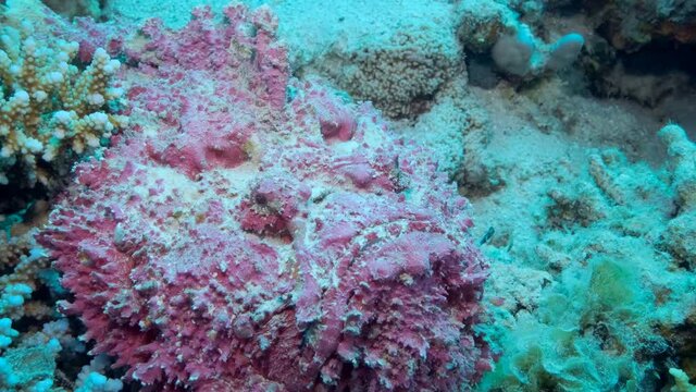 Close-up of pink Stonefish lies on corals. Reef Stonefish (Synanceia verrucosa). Slow motion, Camera moving forwards