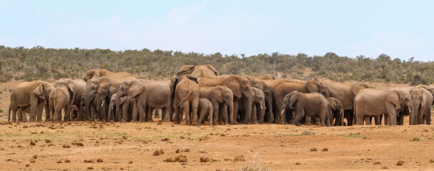 Fototapeta na wymiar large herd of elephants waiting for their turn to go to a nearby watering point