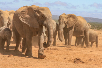 Fototapeta premium elephant herd on the move