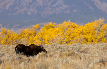 Cow Moose in Grand Teton National Park Wyoming in Auutmn