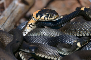 Grass snake
