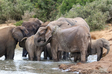 elephants in the river