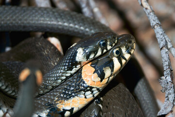 Grass snake