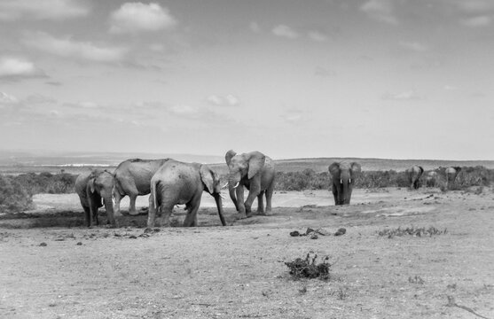 black and white image of elephants around a waterhole with some walking away in the background