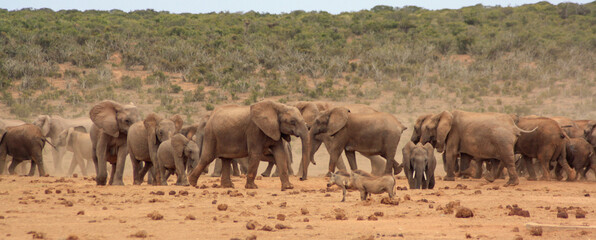 two herds of elephants passing each other with warthog standing in the foreground