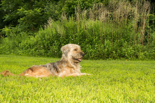 Sapsali, a Korean Sheepdog enjoying a day at the park.
