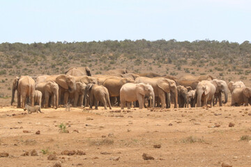 herd of elephants standing with warthog running in the foreground
