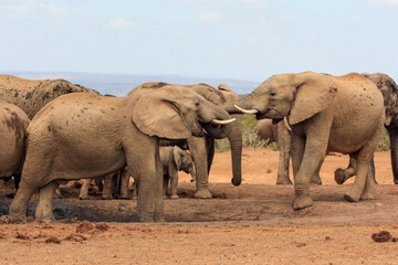 Fototapeta na wymiar elephants at the waterhole