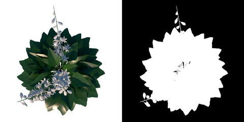 Top view of Flower ( Plant with White Flowers 1) Tree png with alpha channel to cutout made with 3D render	