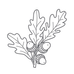 Oak branch with acorns and leaves line-art