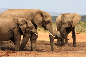 Fototapeta na wymiar action shot of elephants on the on the move