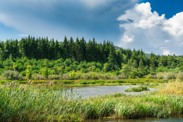 Forest on a lake in the Croatian mountains.