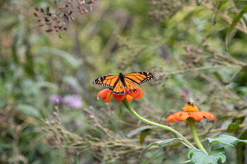 butterfly on flower