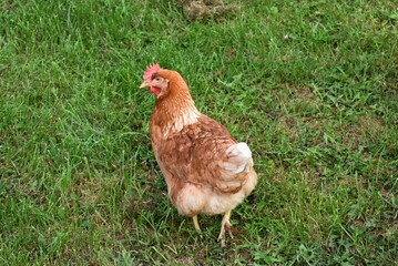brown chicken