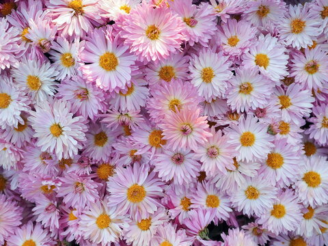 White and pink chrysanthemum flowers background