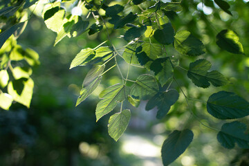 green leaves in sunlight