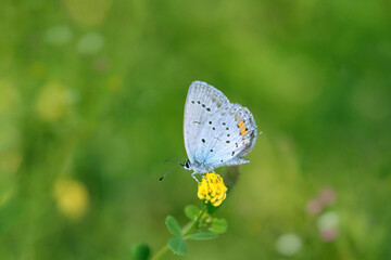 Short tailed blue butterfly (Cupido argiades).