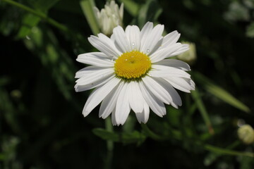 Obraz premium Chamomile or chamomile flower with water drops on white petals after rain on a green background. Close-up.