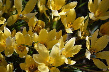 Macro of crocuses  © Sigena
