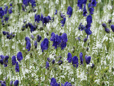 Chinese aconite or chinese wolfsbane with decorative blue flowers in autumn  (Aconitum carmichaelii)