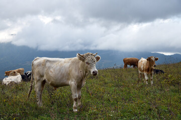 Fototapeta na wymiar Livestock of cows grazing animals at mountain meadows pasture. Chechnya, Russia