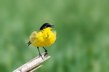 Western yellow wagtail (Motacilla flava), single bird singing on branch in spring