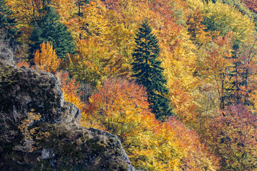 Autumn colors in the forest