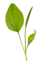 Broadleaf plantain © Scisetti Alfio