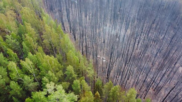 forest after wildfire, aerial video. contrast between green trees and burnt trees. environmental problems, wild fires, climate change. forest and tropical jungle deforestation