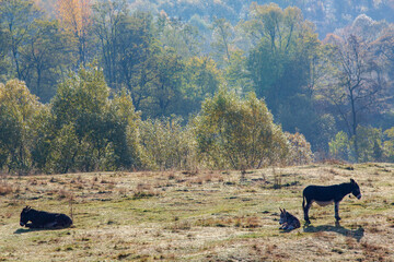 Autumn colors