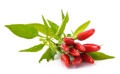 Chili Pepper plant