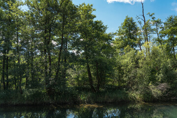 Fototapeta na wymiar Forest on a lake in the Croatian mountains.