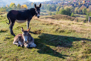 Idyll in autumn