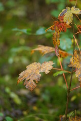 Foliage of a n Acer tree with different colors due to fall season