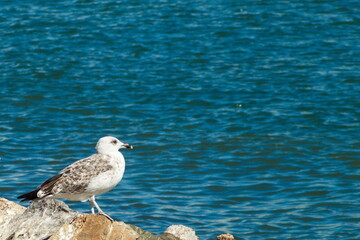 Seagulls resting on the rocks of the dock of the fishing port of San Pedro del Pinatar in Murcia