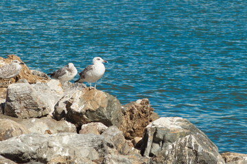 Seagulls resting on the rocks of the dock of the fishing port of San Pedro del Pinatar in Murcia